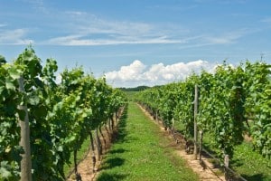 vineyard - summerjpg