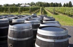 Vineyard and wine barrels
